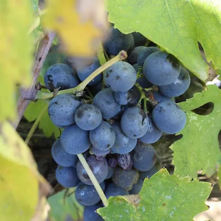 La Striscia Wine Çiftlik konaklama Arezzo