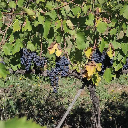 La Striscia Wine Arezzo